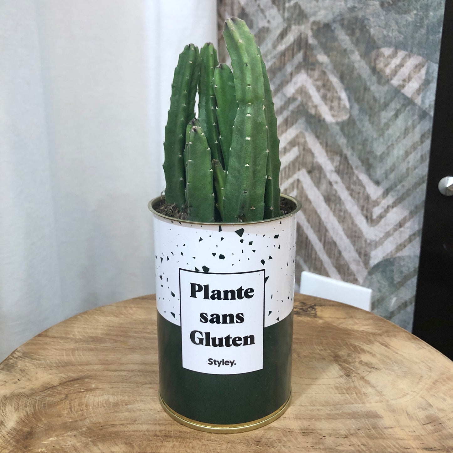 Cactus Plante sans Gluten