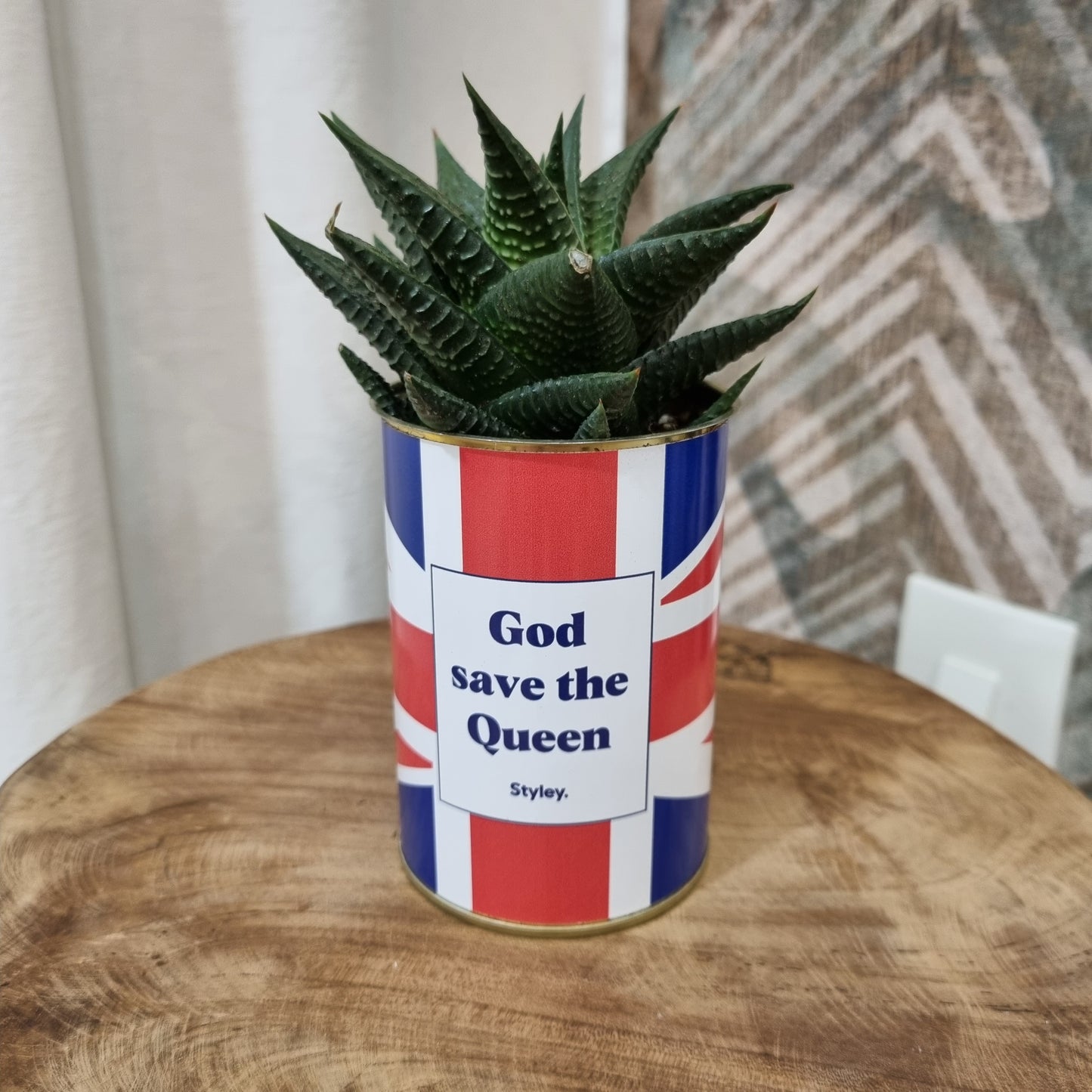 Plante grasse God save the Queen